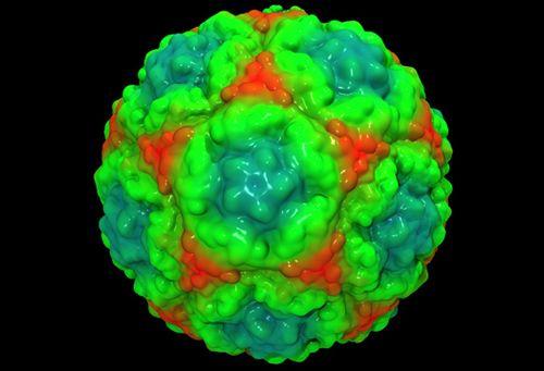 流感病毒模型图片
